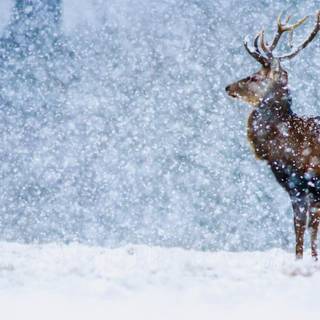 Deer in snow wallpaper