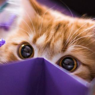 Aesthetic spring cats wallpaper