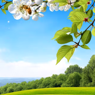 Spring iPhone 6 wallpaper