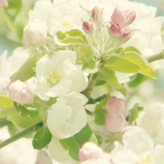 Spring iPhone 6 wallpaper