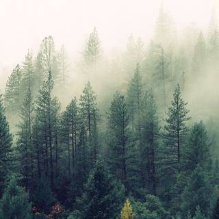 Spring forest iPhone wallpaper