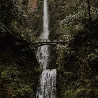 Spring forest iPhone wallpaper