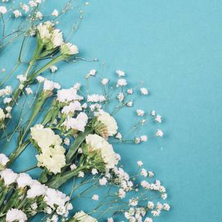 Gypsophila wallpaper