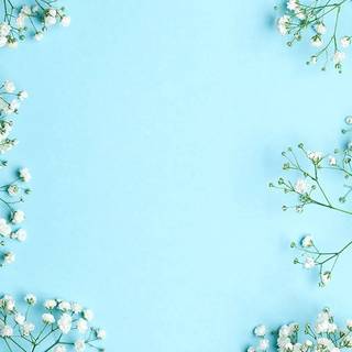 Gypsophila wallpaper