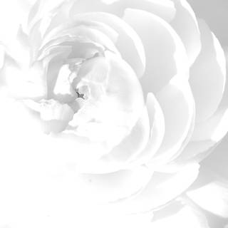 Clean white wallpaper