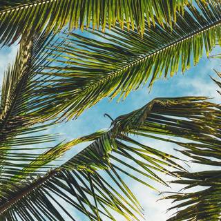 Coconut palm wallpaper