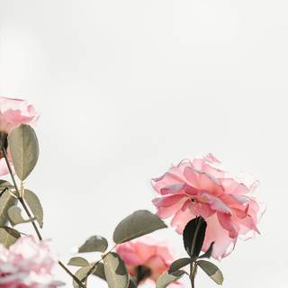 Pink flower iPhone wallpaper