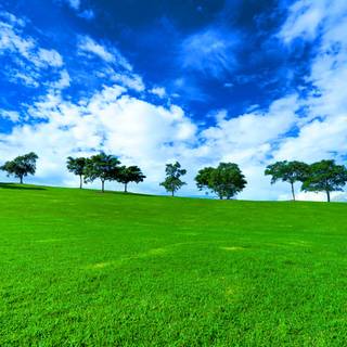 Grass ground wallpaper