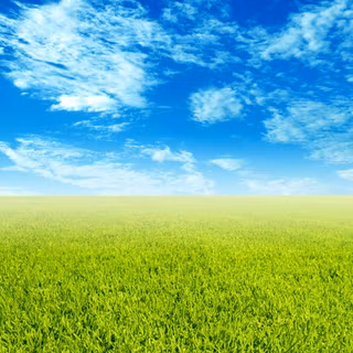 Grass ground wallpaper