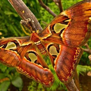 Tropical animals wallpaper