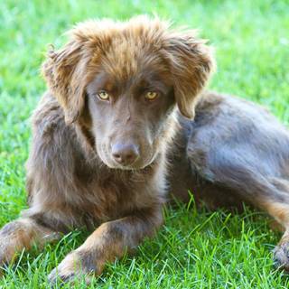 Aussie lab wallpaper