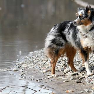 Aussie lab wallpaper