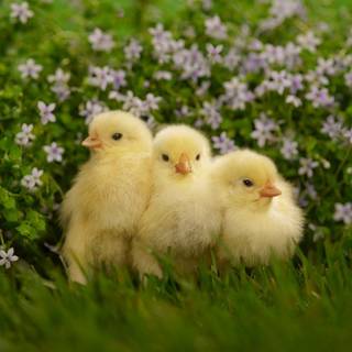 Cute chicks wallpaper