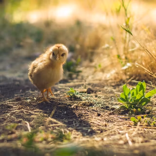 Cute chicks wallpaper