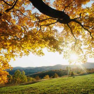 Morning scenery wallpaper