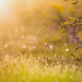 Morning scenery wallpaper