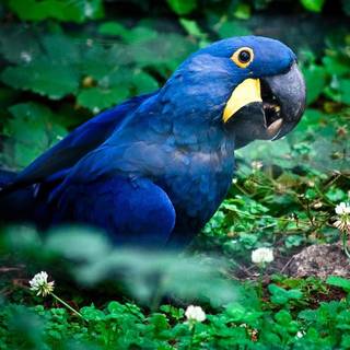 Hyacinth macaw wallpaper