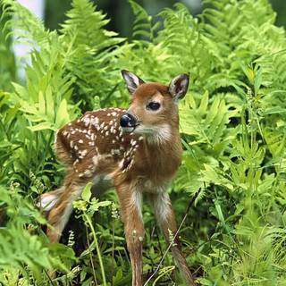 Deer spring wallpaper