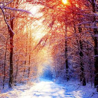 Nature winter laptop wallpaper