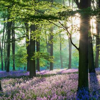 4k ultrawide spring wallpaper