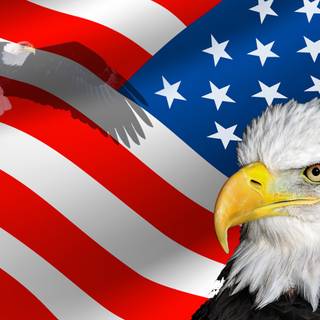 USA eagle wallpaper