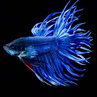 Original iPhone fish wallpaper