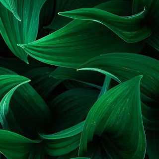 iPhone XS green 4k wallpaper