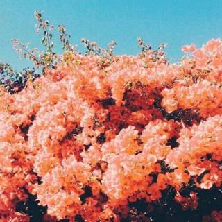 Spring orange wallpaper