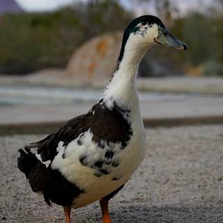 Magpie duck wallpaper