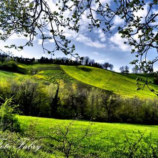 Spring field wallpaper