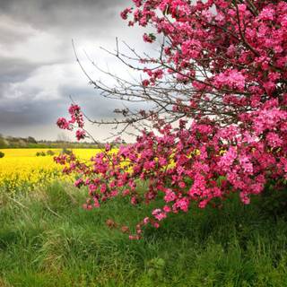 Spring field wallpaper