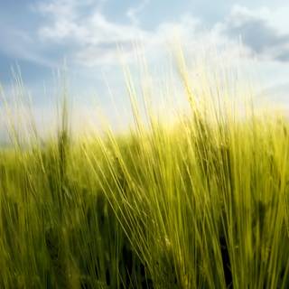 Spring field wallpaper