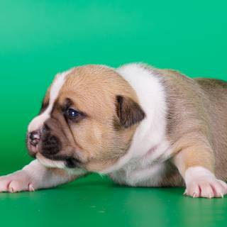 Fat puppy wallpaper