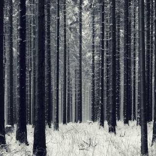 Winter trees dark wallpaper