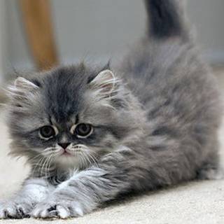 Cute baby grey kittens wallpaper