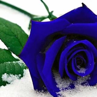 Blue roses desktop wallpaper