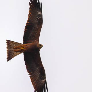 Kite bird wallpaper