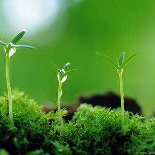 Small plant wallpaper