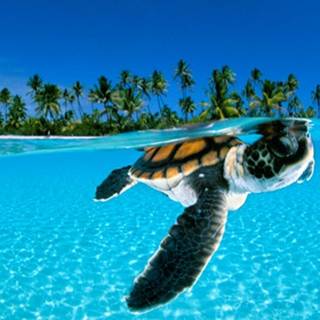 Kawaii turtle wallpaper