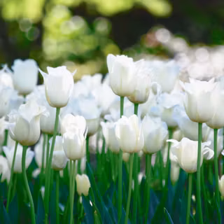 White tulips wallpaper