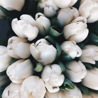 White tulips wallpaper