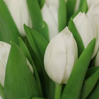 White tulips wallpaper