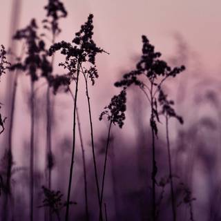 Purple and black aesthetic PC wallpaper