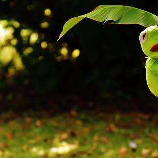 Frog aesthetic laptop wallpaper