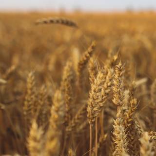 Wheat field mobile wallpaper