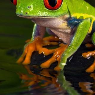 Weirdcore frogs wallpaper