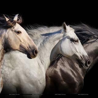 Horse herds wallpaper