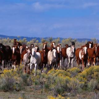 Horse herds wallpaper