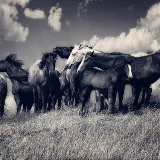 Horse herd wallpaper