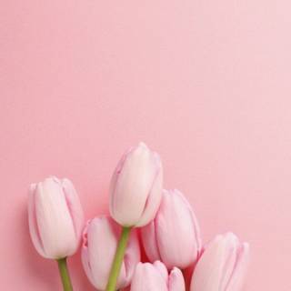 Spring tulip iPhone wallpaper